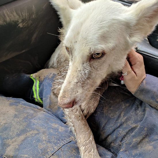 Cachorro resgatado em Petrópolis