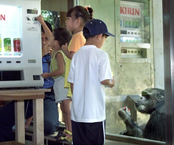 Zoološki vrt u Japanu pokušao je da nauči svoje šimpanze da koriste prodajnu mašinu tako što će posmatrati decu - takve interakcije sa tehnologijom su u potpunosti izgrađene na poverenju