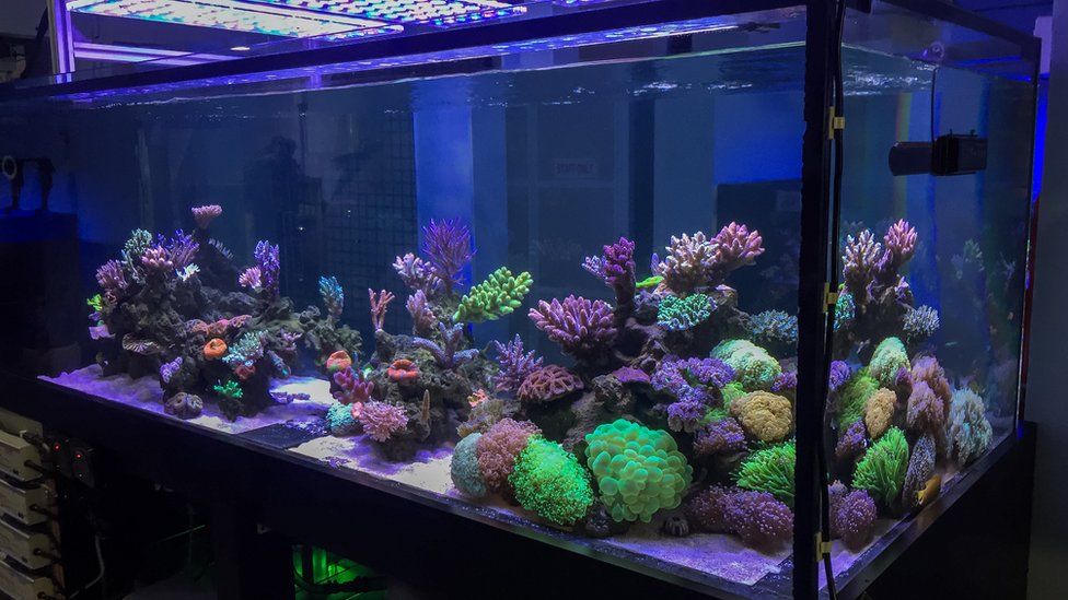 Коралл в аквариуме
