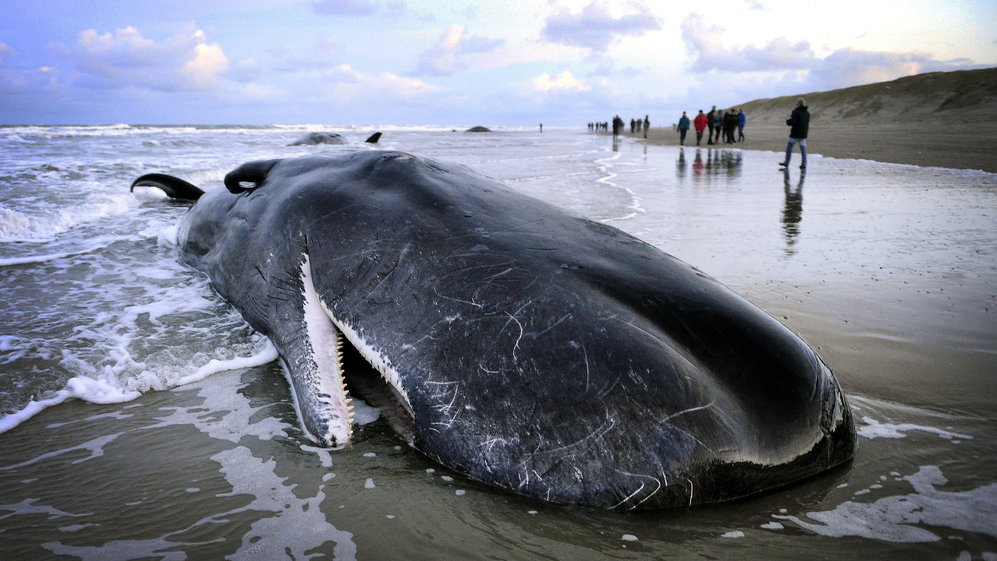 Why do sperm whales wash up on beaches? - BBC News