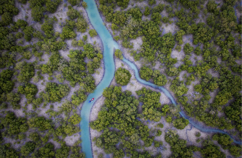 An aerial view of mangrove trees and a river in UAE