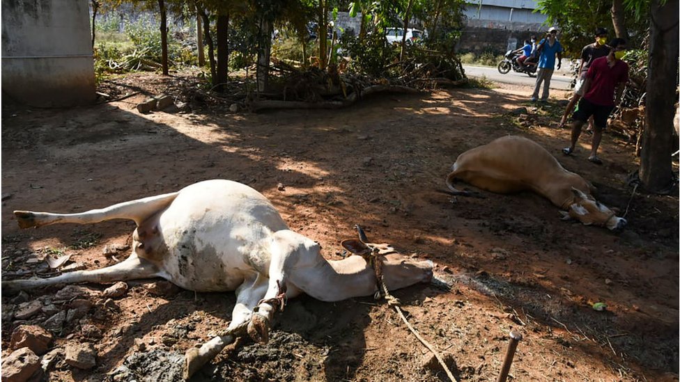 Графический контент / Люди стоят возле мертвых коров, лежащих на земле после инцидента с утечкой газа на заводе LG Polymers в Висакхапатнаме
