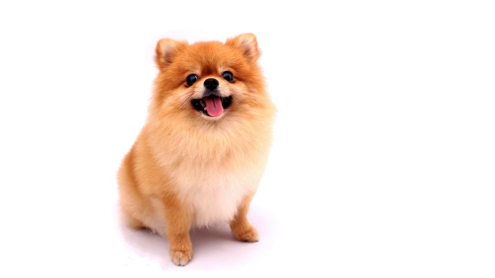 pomeranian puppy ugly