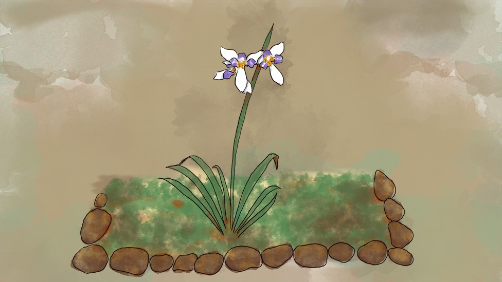 Ilustración de flor de jardín.