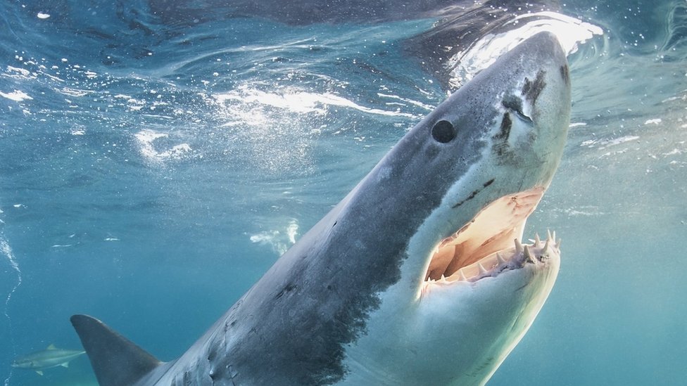 Has great white shark newborn been caught on film for the first time?