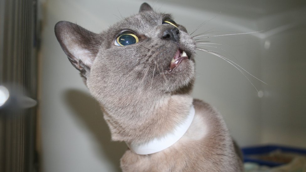 laryngopharynx cat