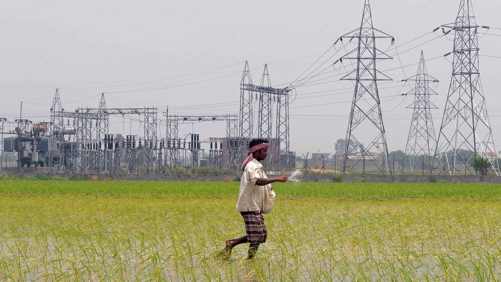 Фермер идет по пышному рисовому полю в сельской Индии с опорами электричества на заднем плане