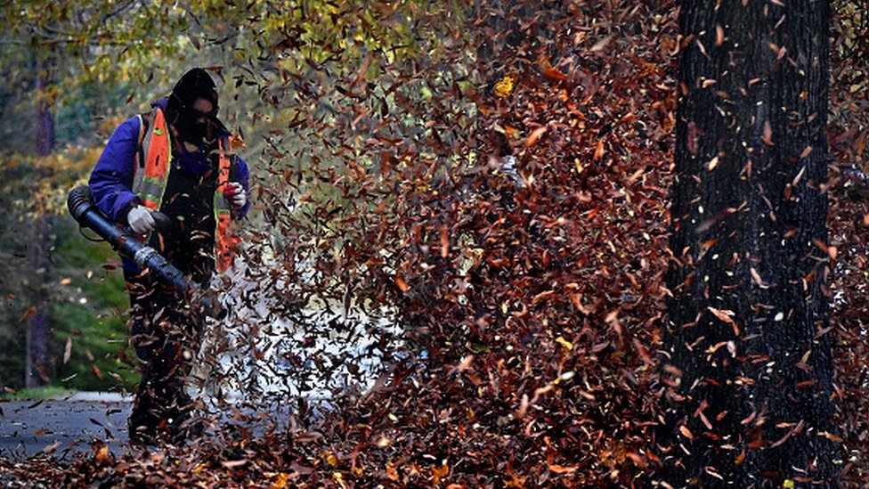 A worker clearing leaves with a leaf blower
