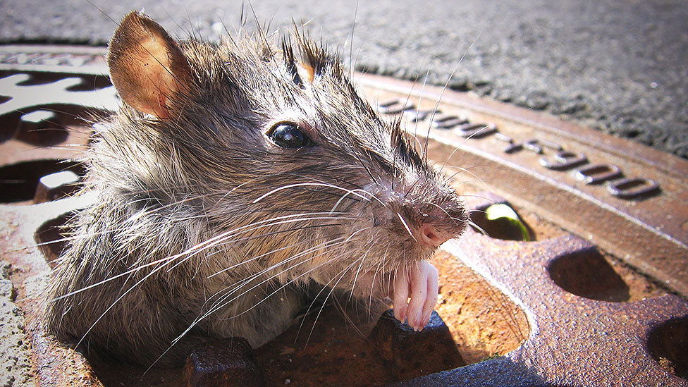 Rat peeking out of a manhole cover