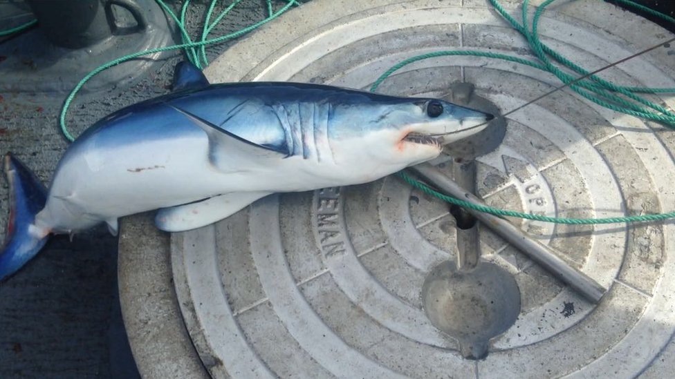 Los tiburones eran dos adultos y dos crías. Tiburón