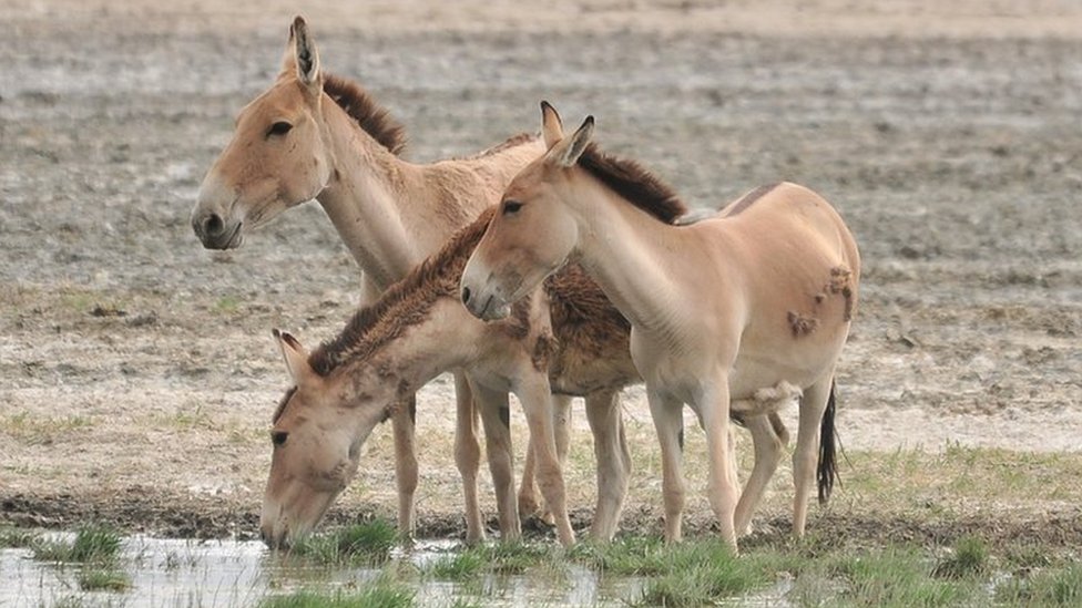Bringing 'Asia's zebras' back to the steppe