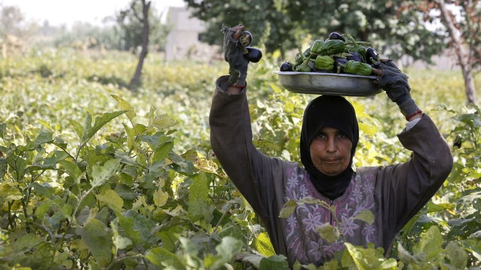 امرأة تجمع محصول الباذنجان في الغوطة الشرقية 2018