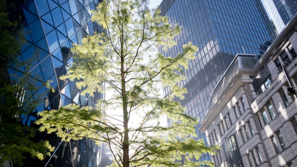 Climate change: Where are all the acorns this year? - BBC Newsround