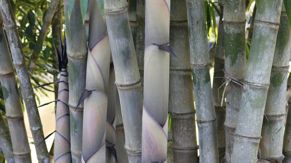 Plantación de bambúes.