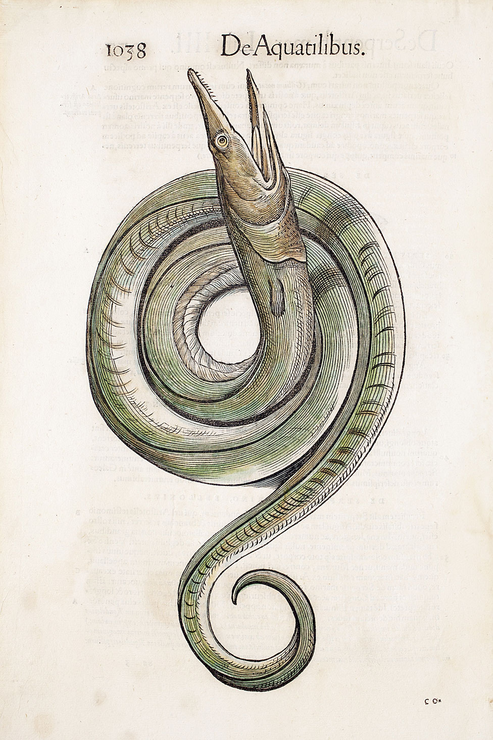Ilustración de una anguila de la primera edición de "Historiae Animalium" de Conrad Gesner de 1568, la primera enciclopedia de animales.