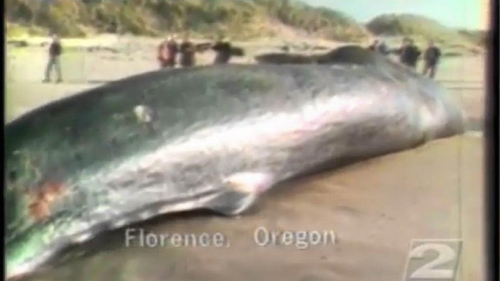Un enorme cachalote de entre 40 y 65 toneladas apareció varado en la playa. El problema: ¿qué hacer con él? Foto: The Exploding Whale/YouTube. The Exploding Whale/YouTube
