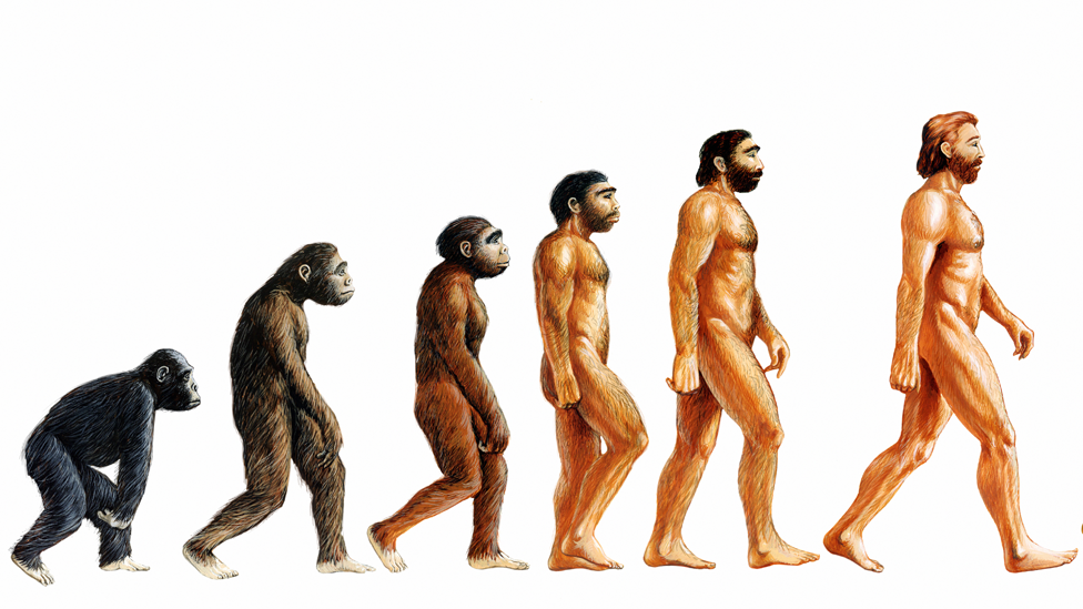 Ilustración de la evolución humana
