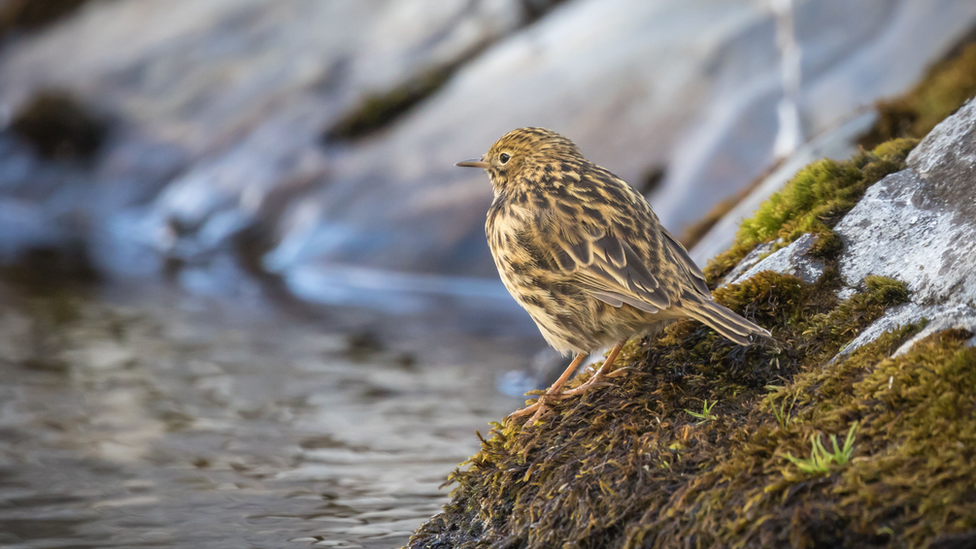 South Georgia pipit