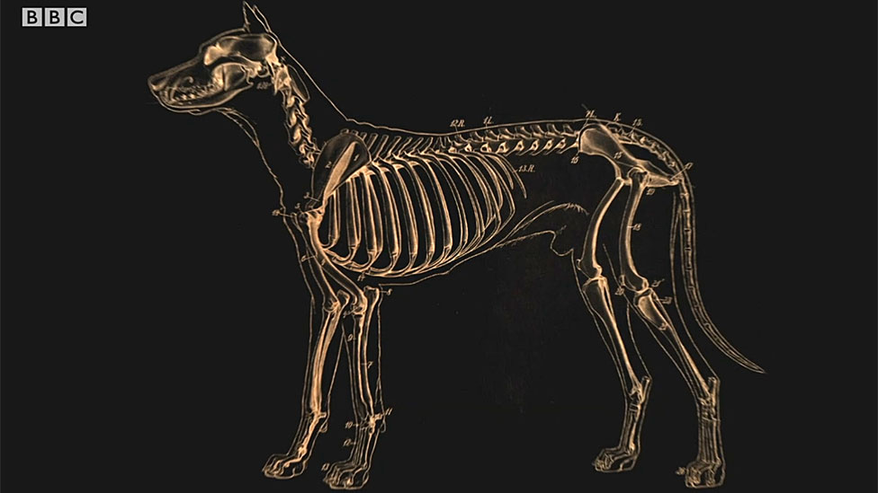 Diagrama del perro antiguo