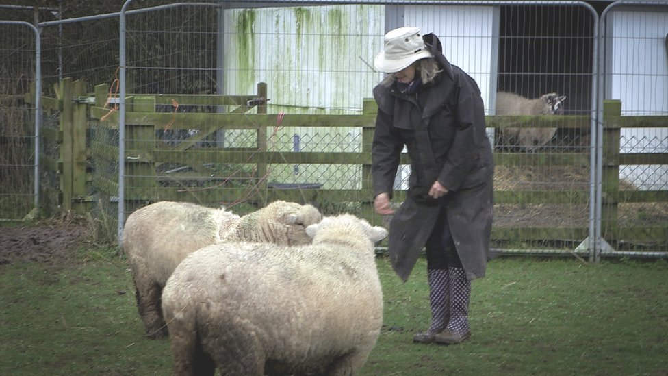 Робби Бартингтон с парой овец