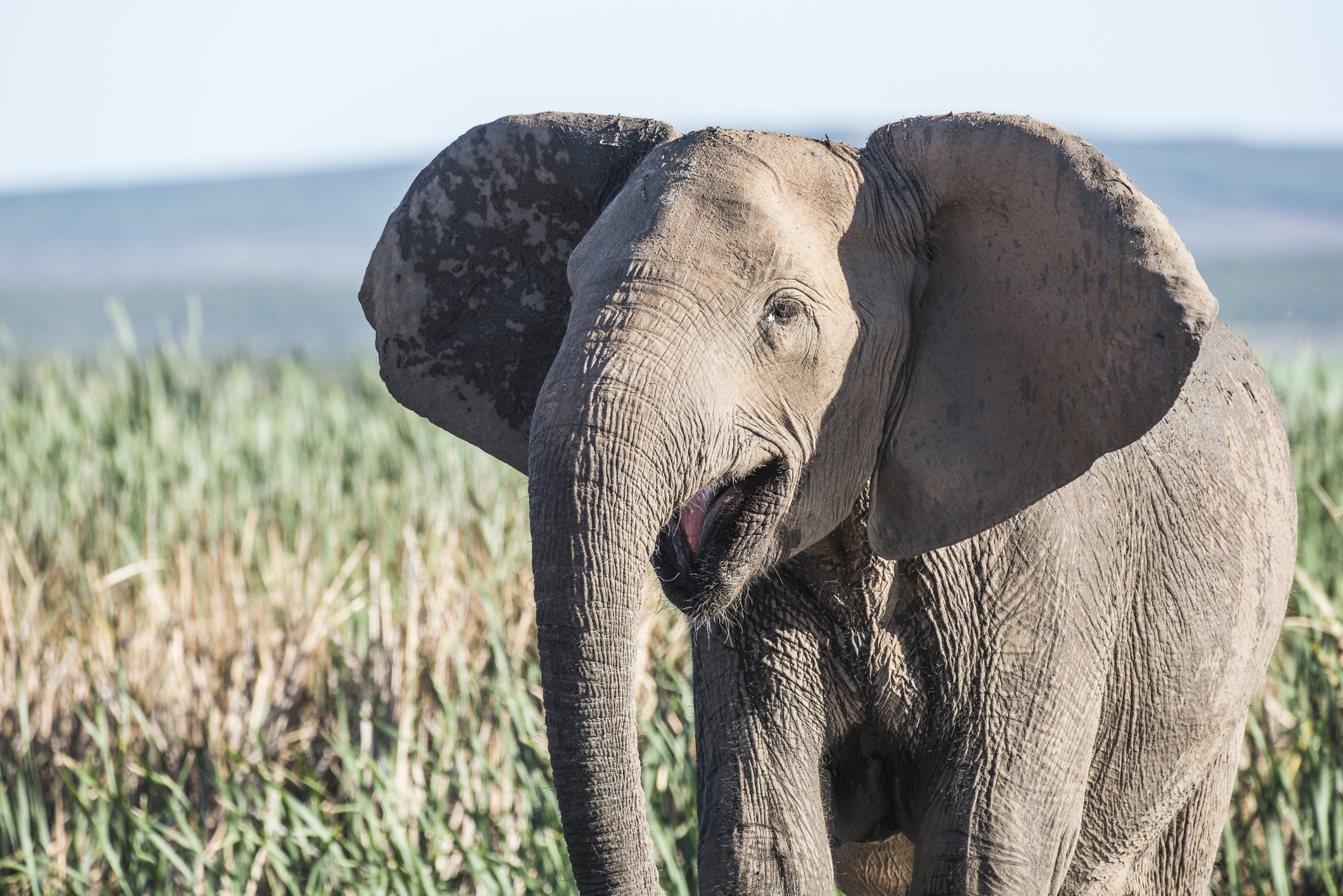 أنثى فيل بدون أنياب في جنوب أفريقيا