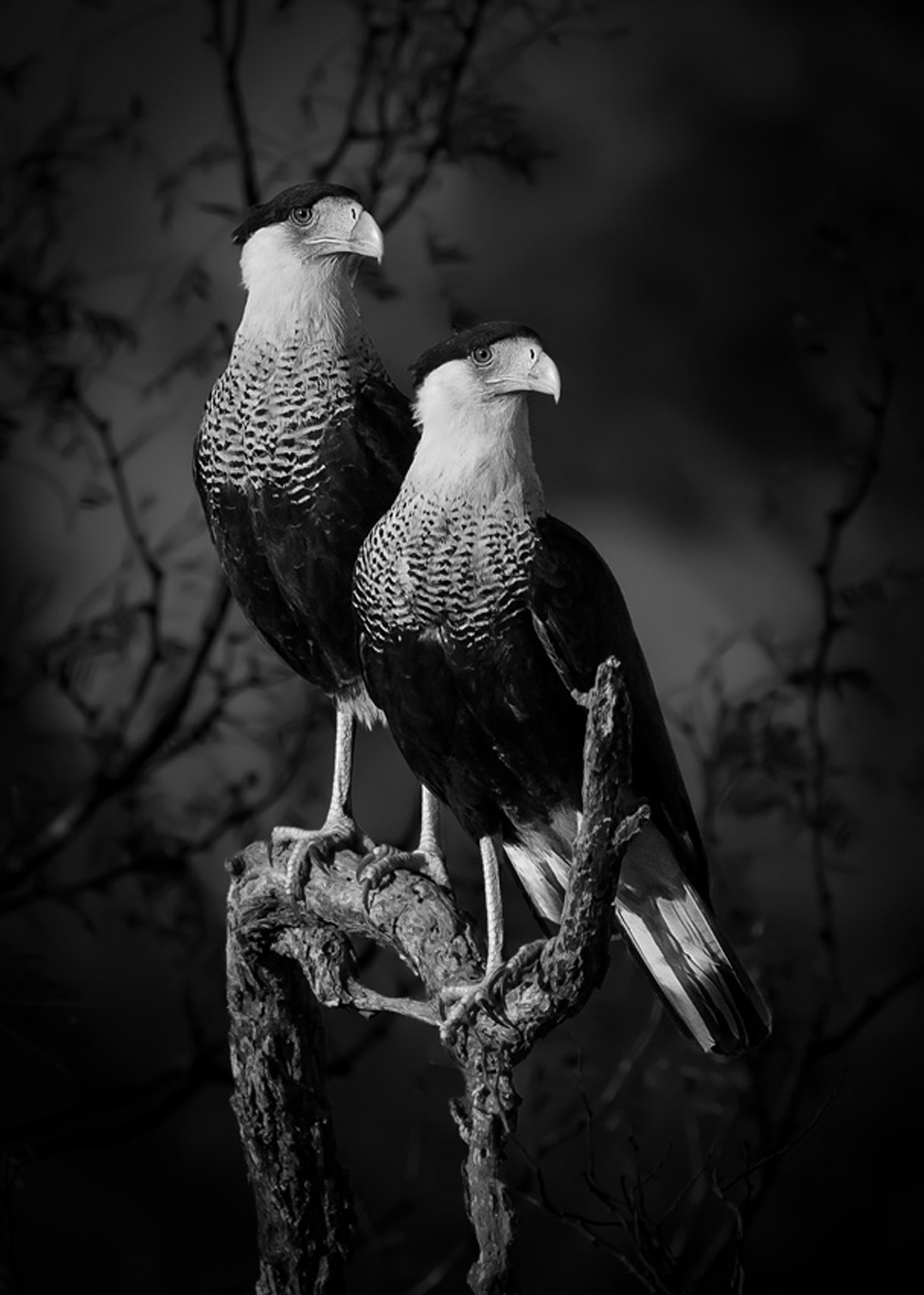 Dve ptice karakara na grani drveta u Teksasu