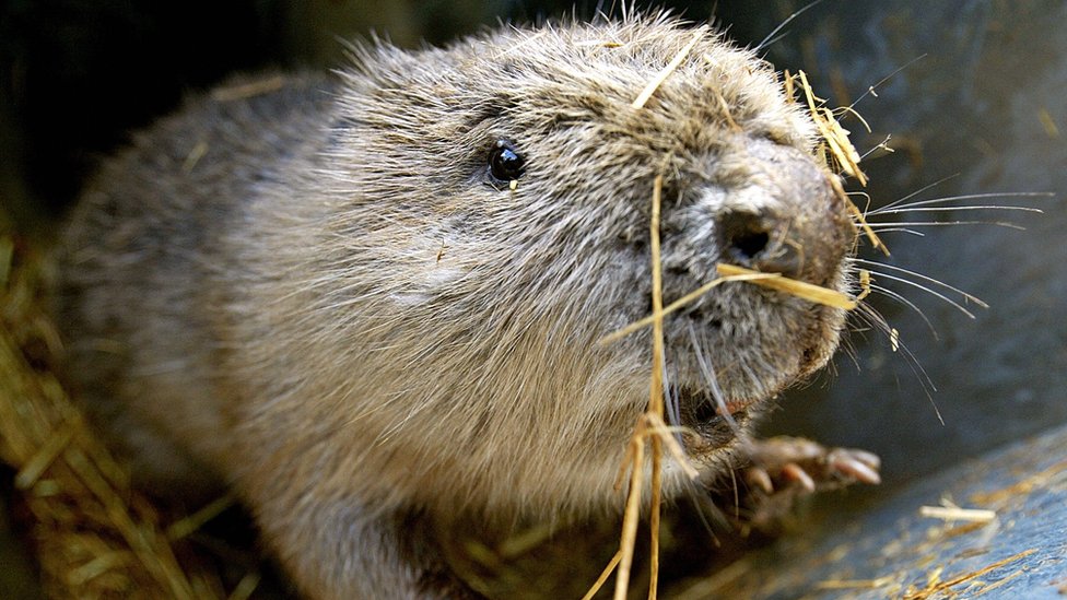 Estonia faces crossborder beaver problem BBC News