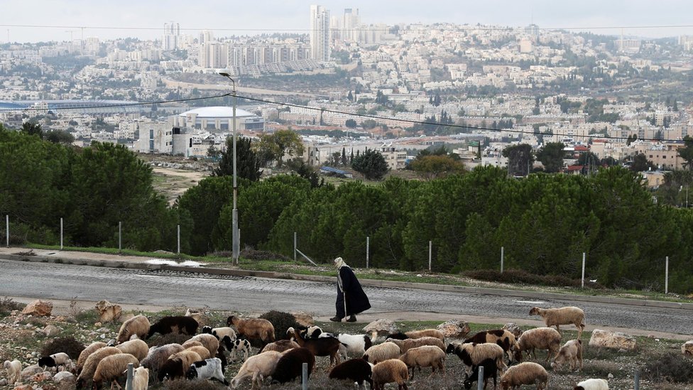 Скот пасется, когда мужчина проходит мимо в районе Гиват Хаматос недалеко от Восточного Иерусалима (15 ноября 2020 г.)