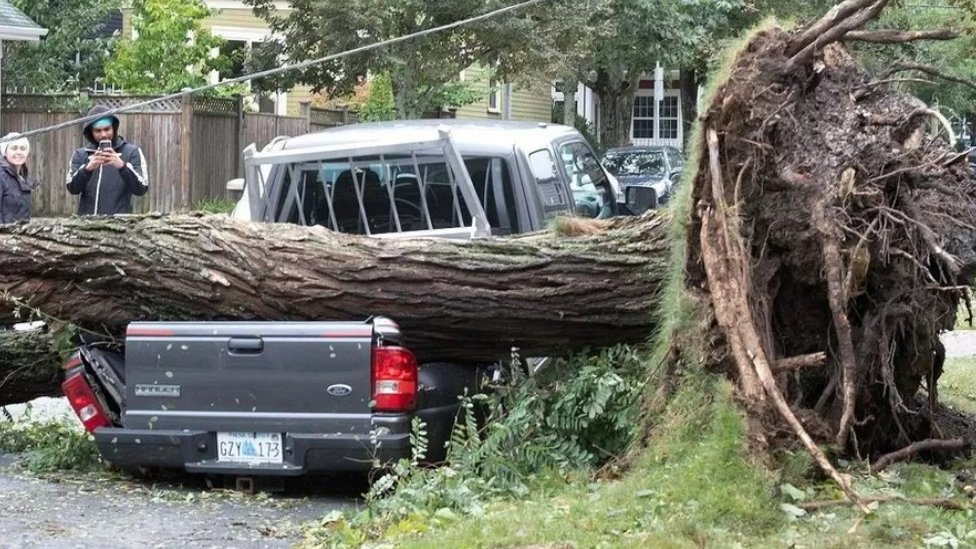 إعصار فيونا أدى إلى اقتلاع الأشجار