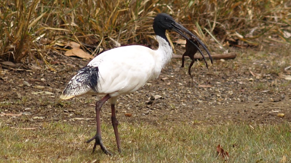 Un ibis con un sapo en el pico