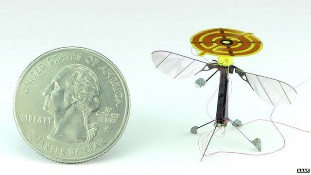 Winged insect (c) AAAS