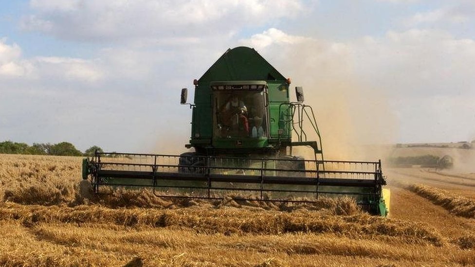 A combine harvester in a crop of oats