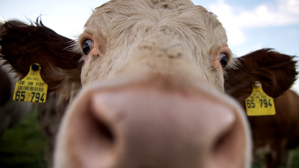A cow looks into the lens of a camera