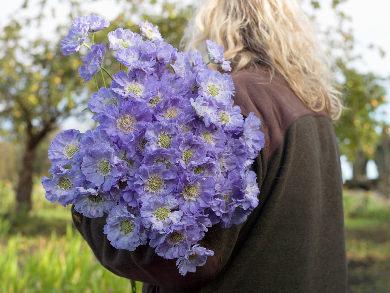 Scabious, Rowes of Guisborough, Кливленд