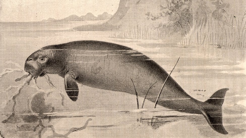 Ilustración de una vaca marina, por el naturalista George Steller.