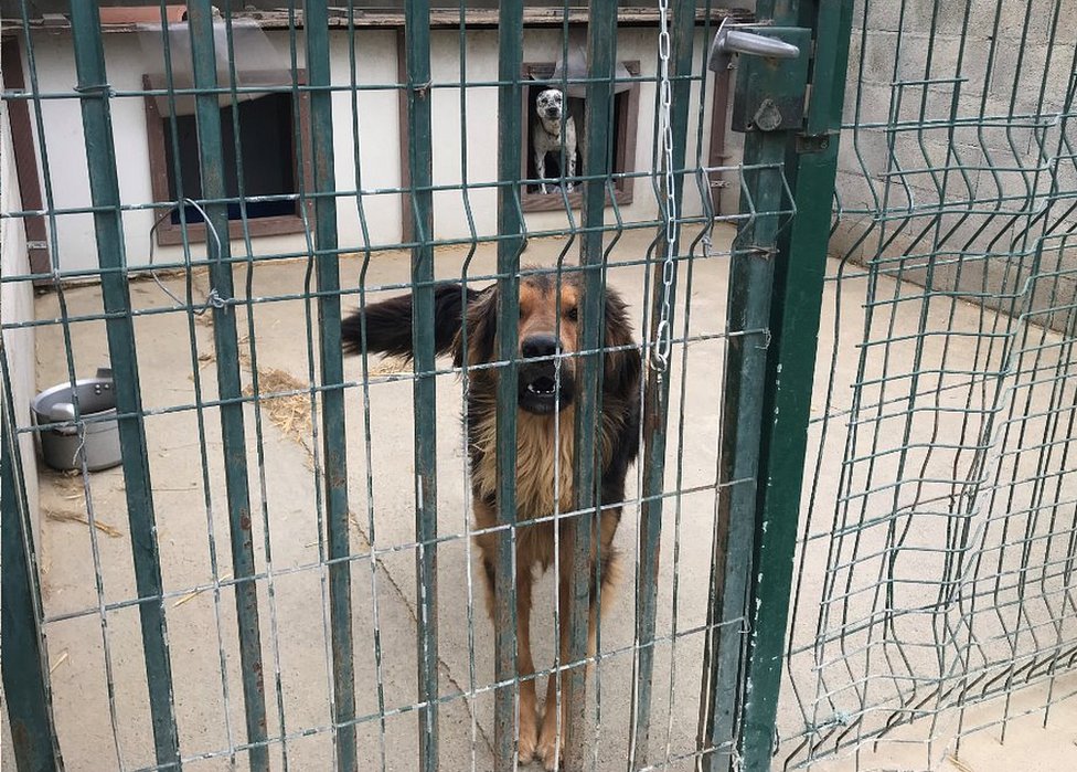 Pas u azilu blizu Tuluza