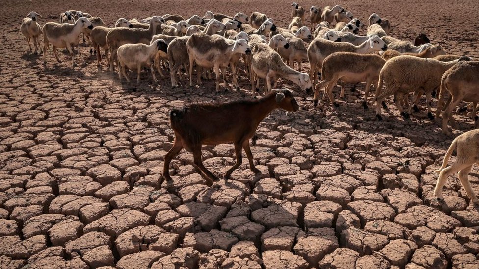 قطيع من الأغنام يسير فوق أرض تعاني الجفاف في المغرب