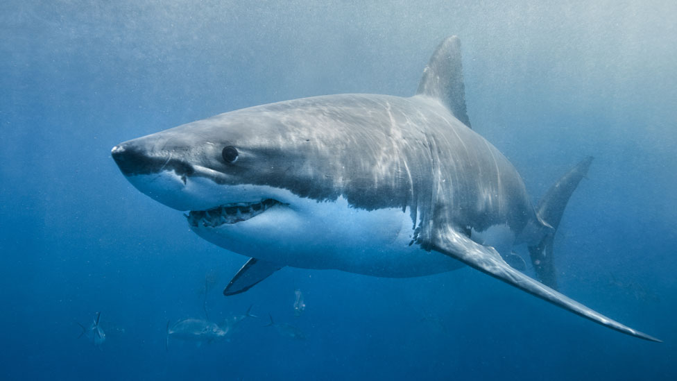 Tiburón blanco
