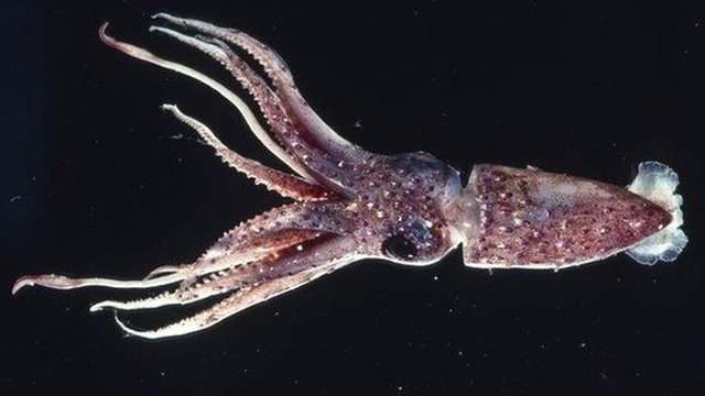 Big squid