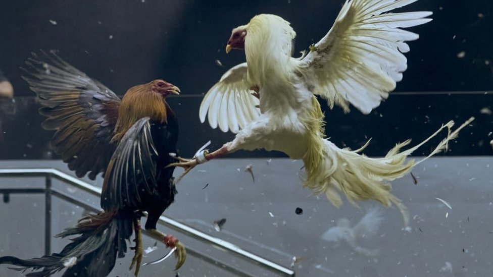 Rome Cockfighting