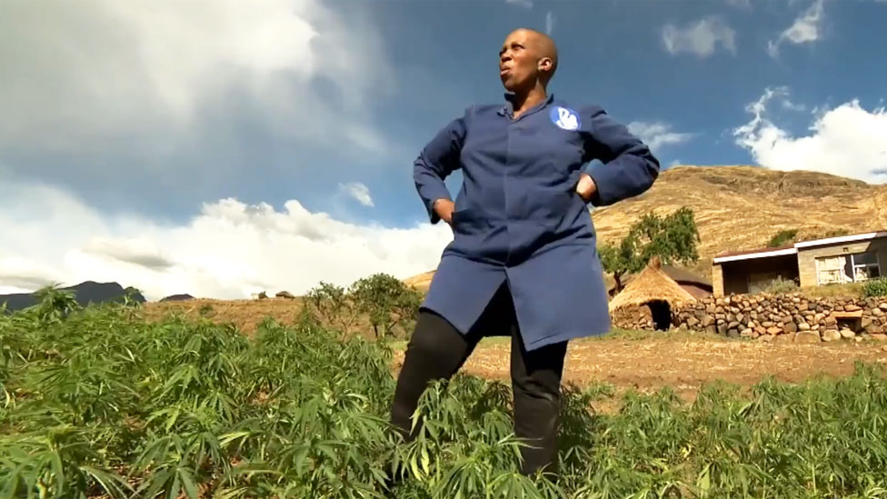 Mampho Thulo in her marijuana field in Lesotho