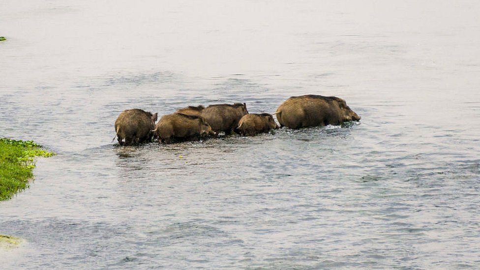 Familia de cerdos salvajes cruzando el río Rapti en el Parque Nacional de Chitwan de Nepal. Familia de cerdos salvajes cruzando el río Rapti en el Parque Nacional de Chitwan de Nepal.
