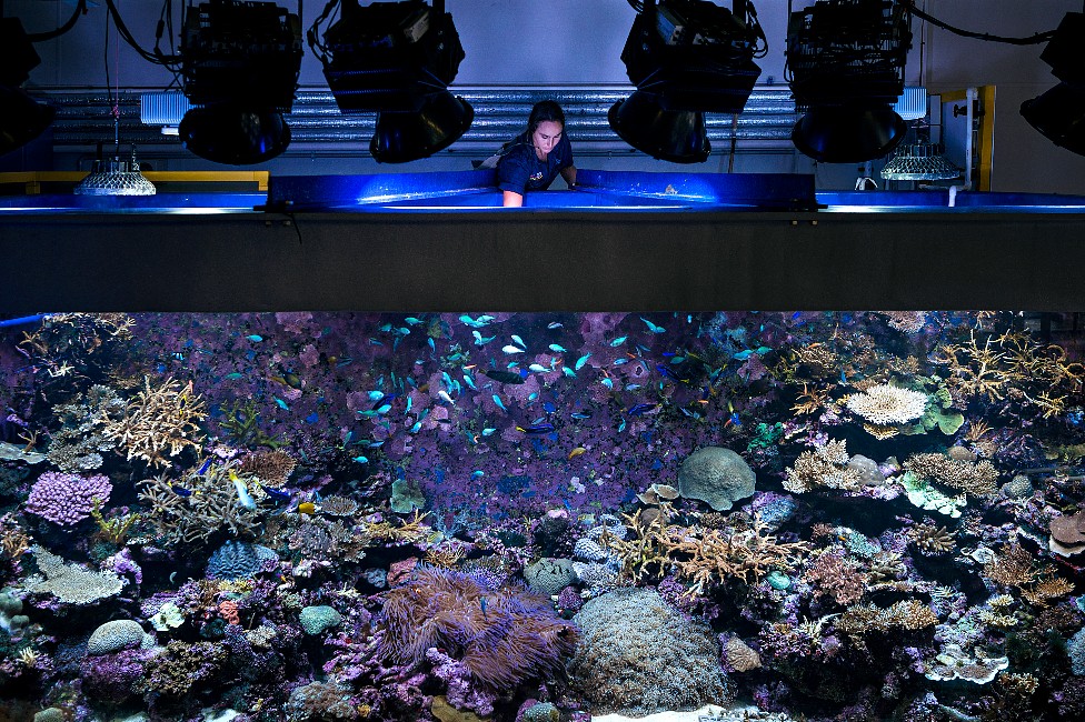 Una científica monitorea el Acuario de Arrecifes en el laboratorio del Instituto Australiano de Ciencias Marinas
