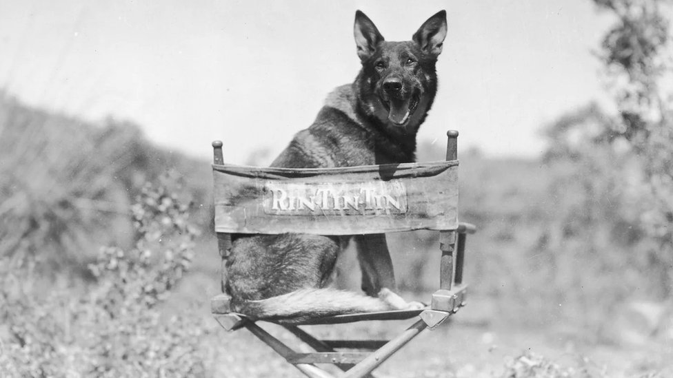 U ranim danima kinematografije, životinjske zvezde poput nemačkog ovčara Rin Tin Tina bile su obožavane baš kao i njihove ljudske kolege
