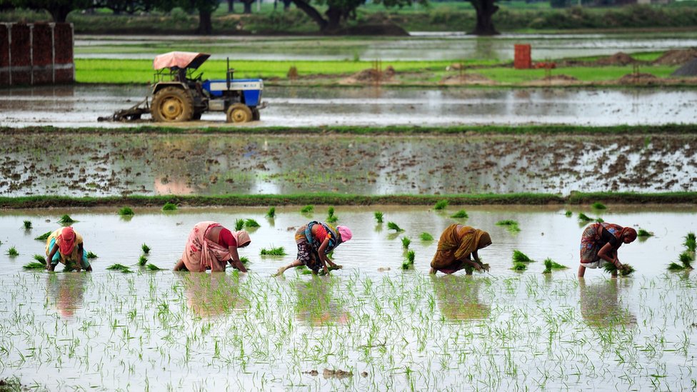 Индийские фермеры сеют рис на поле во время сезона дождей недалеко от Аллахабада 19 июля 2014 г.