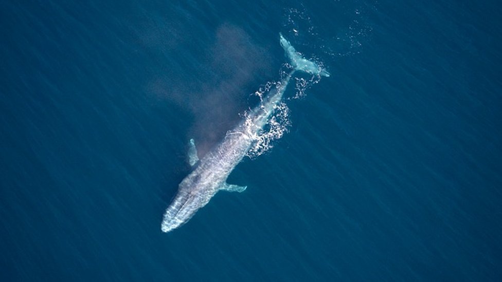 Синий кит