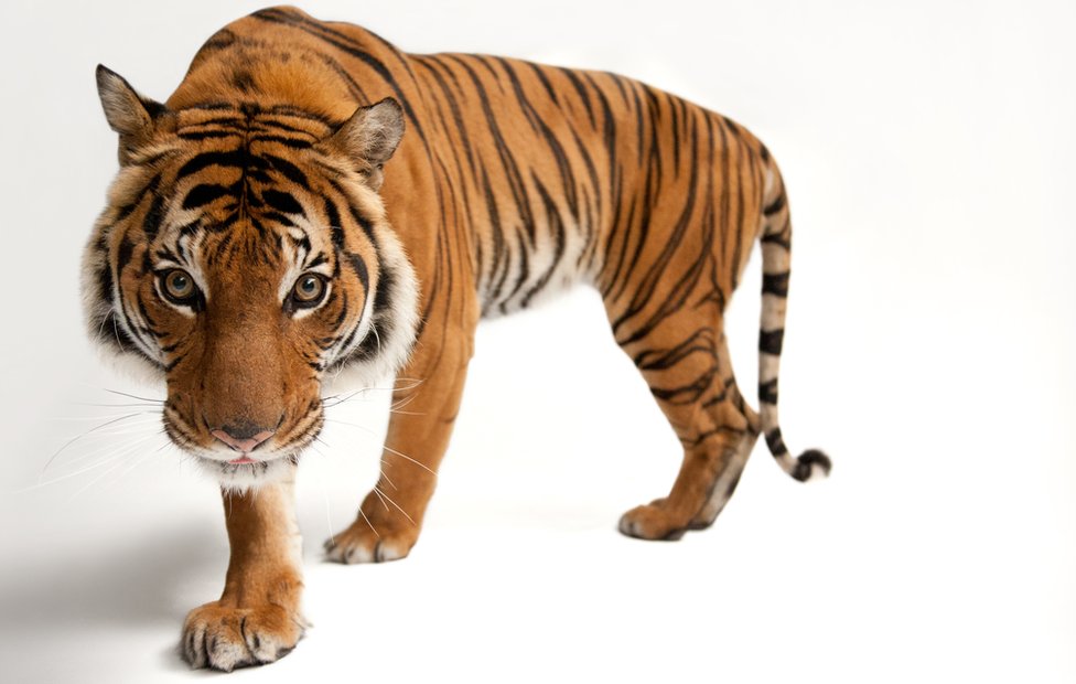 Малайский тигр (c) Джоэл Сарторе