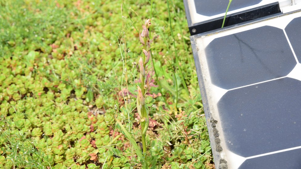 Rare Orchids Found In City Of London Bank S Rooftop Garden Bbc News