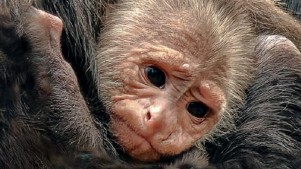 Newquay Zoo celebrates birth of vulnerable monkey