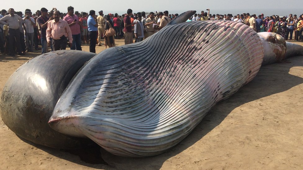 India: Large Bryde's whale washes up on Mumbai beach - BBC News